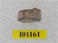 藏品(魚骨)的圖片